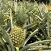 A ripe Panamanian MD2 "Dulce Maria" pineapple ready for harvest