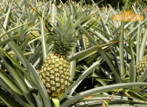 A ripe Panamanian MD2 "Dulce Maria" pineapple ready for harvest