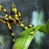 Yellow and Black Harlequin Frog takes it easy in Panama knowing that the Nagoya Protocol fund is here to help him and his friends