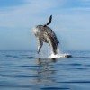 A whale breaches the water