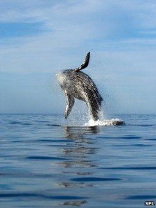 A whale breaches the water