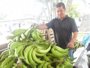 Plant manager stands in front of harvested palantains in Paama