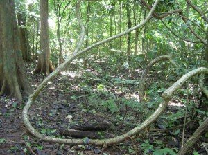 Lianas are woody vines, and are found in both temperate and tropical forests.