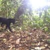 Black Jaguar Panama